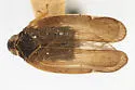 Pentastiridius cinnamomeus - photo 3