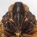 Pentastiridius cinnamomeus - photo 4
