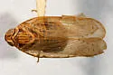Pentastiridius habeckorum - photo 2