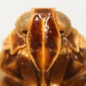 Pentastiridius habeckorum - photo 3