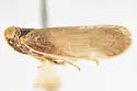 Pentastiridius habeckorum - photo 4