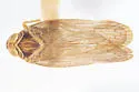 Pentastiridius habeckorum - photo 5