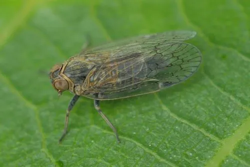 saltmarsh lacehopper