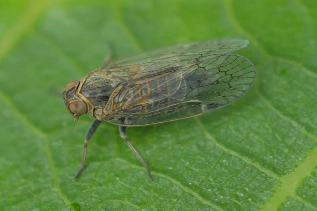 saltmarsh lacehopper - photo 2