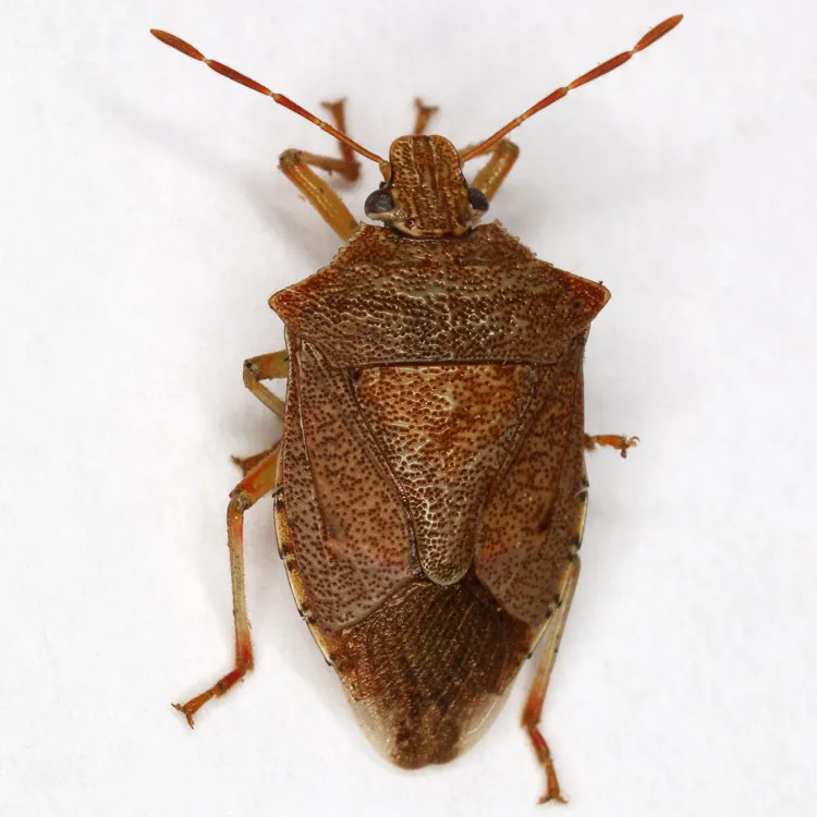 Stink Bugs - Pentatomidae