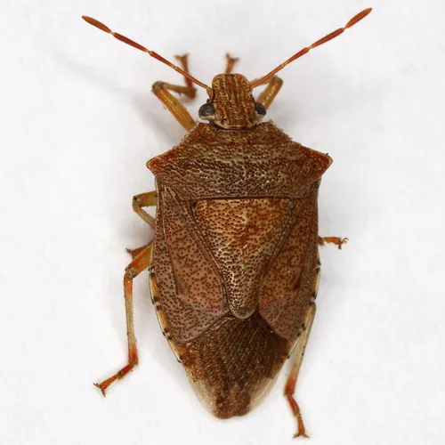Stink Bugs - photo 2