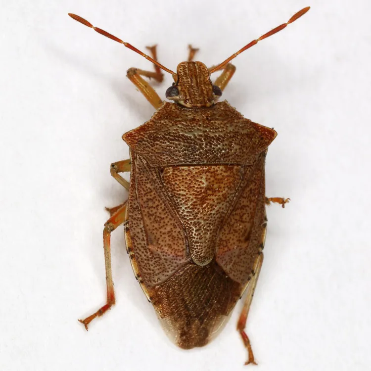 Stink Bugs - photo 3