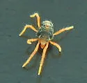 winter grain mites