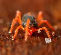 winter grain mites - photo 3