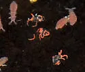 winter grain mites - photo 5