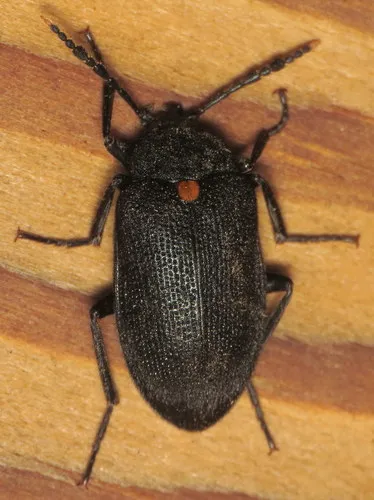 Penthe obliquata