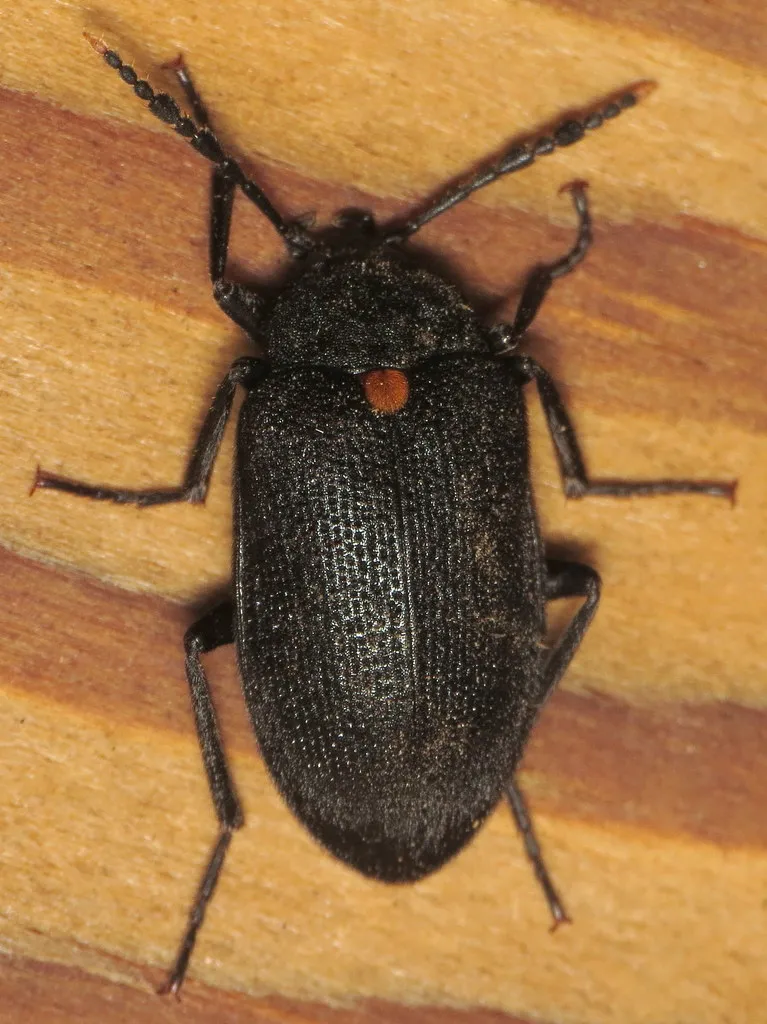 Penthe obliquata - photo 2