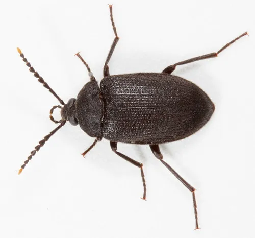 Velvety Bark Beetle - photo 3