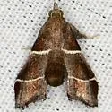 Penthesilea difficilis - Hodges#5554 - photo 2
