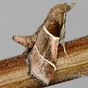 Penthesilea difficilis - Hodges#5554 - photo 3