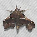Penthesilea difficilis - Hodges#5554 - photo 4