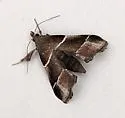Penthesilea difficilis - Hodges#5554 - photo 5