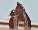 Penthesilea sacculalis - Hodges#5555