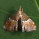 Penthesilea sacculalis - Hodges#5555 - photo 2