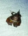 Penthesilea sacculalis - Hodges#5555 - photo 3