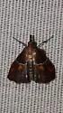 Penthesilea sacculalis - Hodges#5555 - photo 4