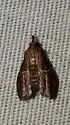 Penthesilea sacculalis - Hodges#5555 - photo 5