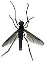 Penthetria arizonensis
