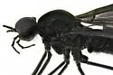 Penthetria arizonensis - photo 2