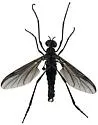 Penthetria arizonensis - photo 3