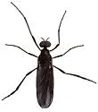 Penthetria arizonensis - photo 5