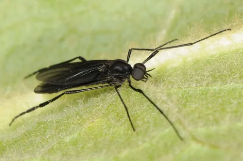 Penthetria heteroptera