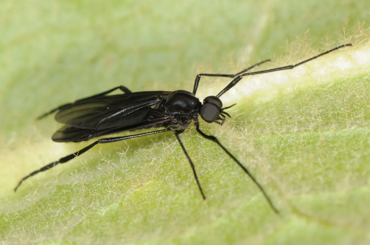 Penthetria heteroptera - photo 3