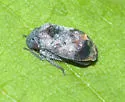 Penthimia americana