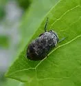 Penthimia americana - photo 2