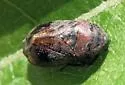 Penthimia americana - photo 3