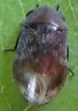 Penthimia americana - photo 5