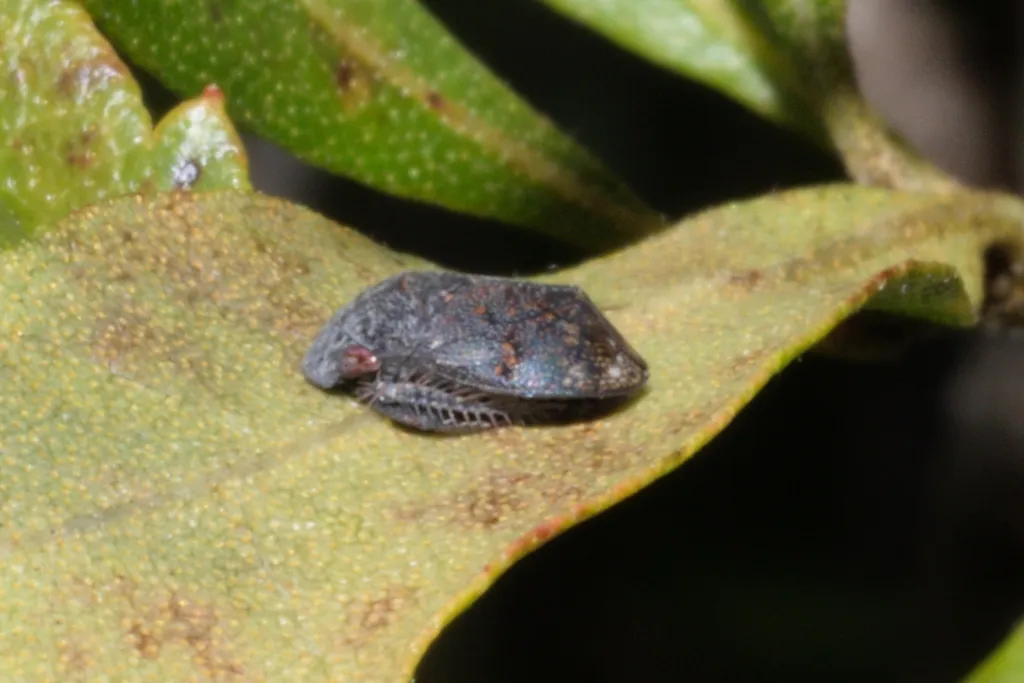 Penthimia floridana - photo 2