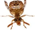 Parkinsonia Seed Beetle - photo 2
