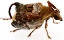 Parkinsonia Seed Beetle - photo 3