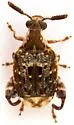 Parkinsonia Seed Beetle - photo 4