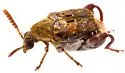 Parkinsonia Seed Beetle - photo 5