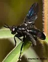Penthosia satanica - Penthosia satanica