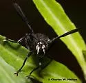 Penthosia satanica - photo 2