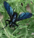 Penthosia satanica - photo 3
