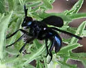 Penthosia satanica - photo 4