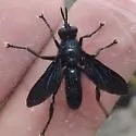 Penthosia satanica - photo 5