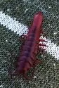 Pentidotea aculeata
