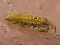 Eelgrass Isopod