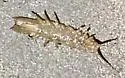 Eelgrass Isopod - photo 2