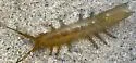 Eelgrass Isopod - photo 3